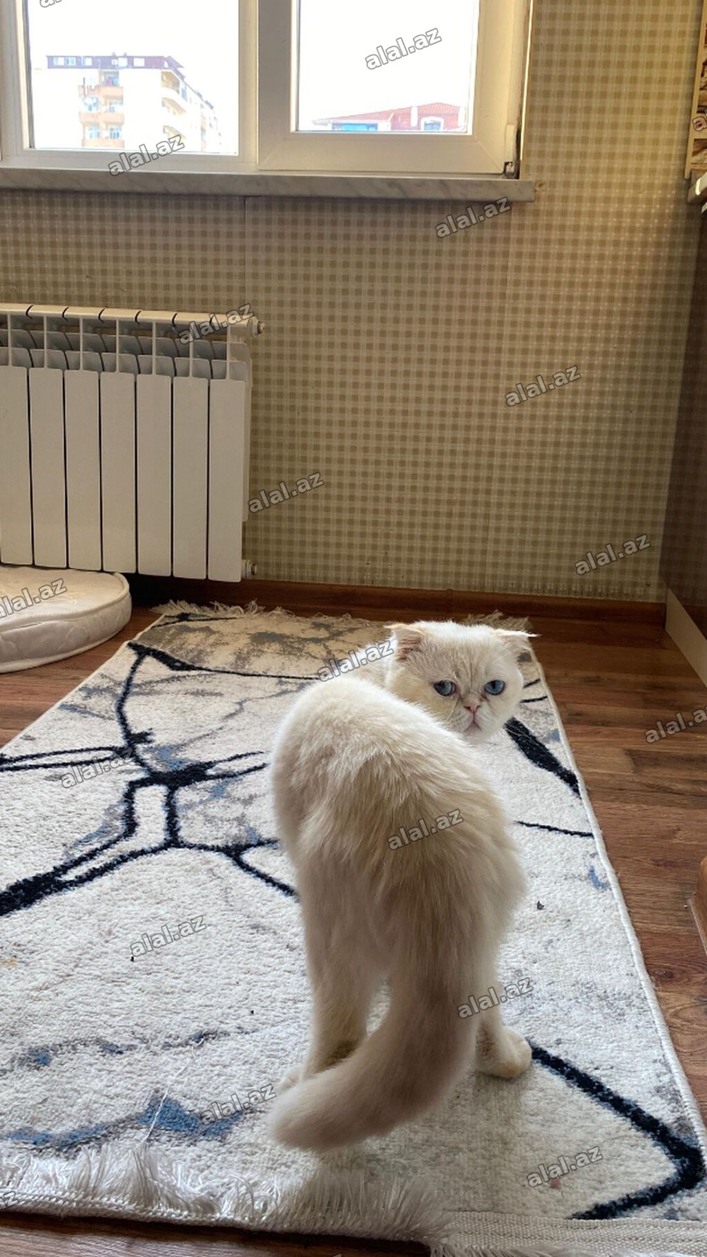 Erkək, Yaxşı əllərə, Ünvandan götürmə, Pulsuz çatdırılma, Ödənişli çatdırılma