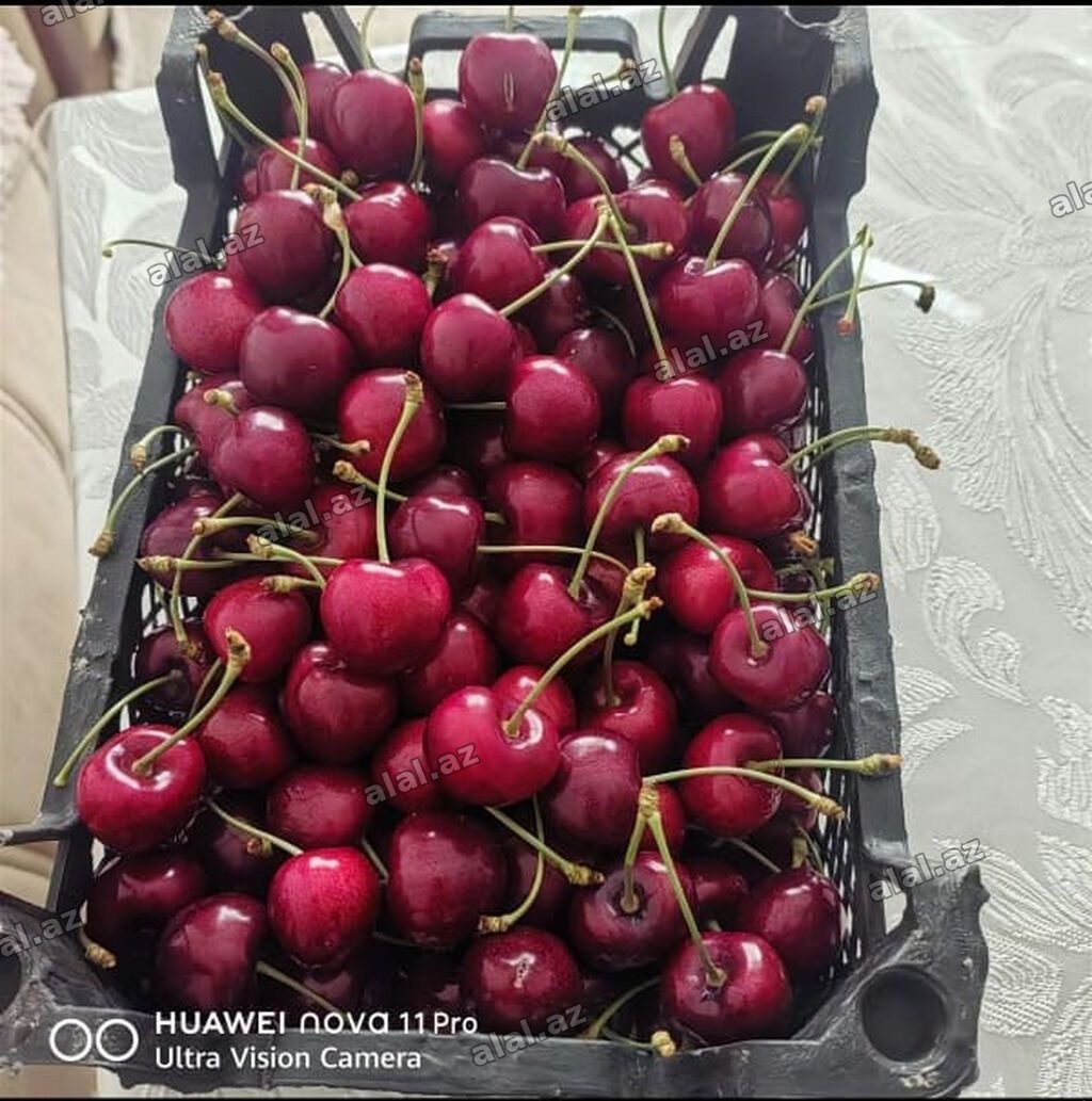 270 sot, Kənd təsərrüfatı, Mülkiyyətçi, Kupça (Çıxarış)