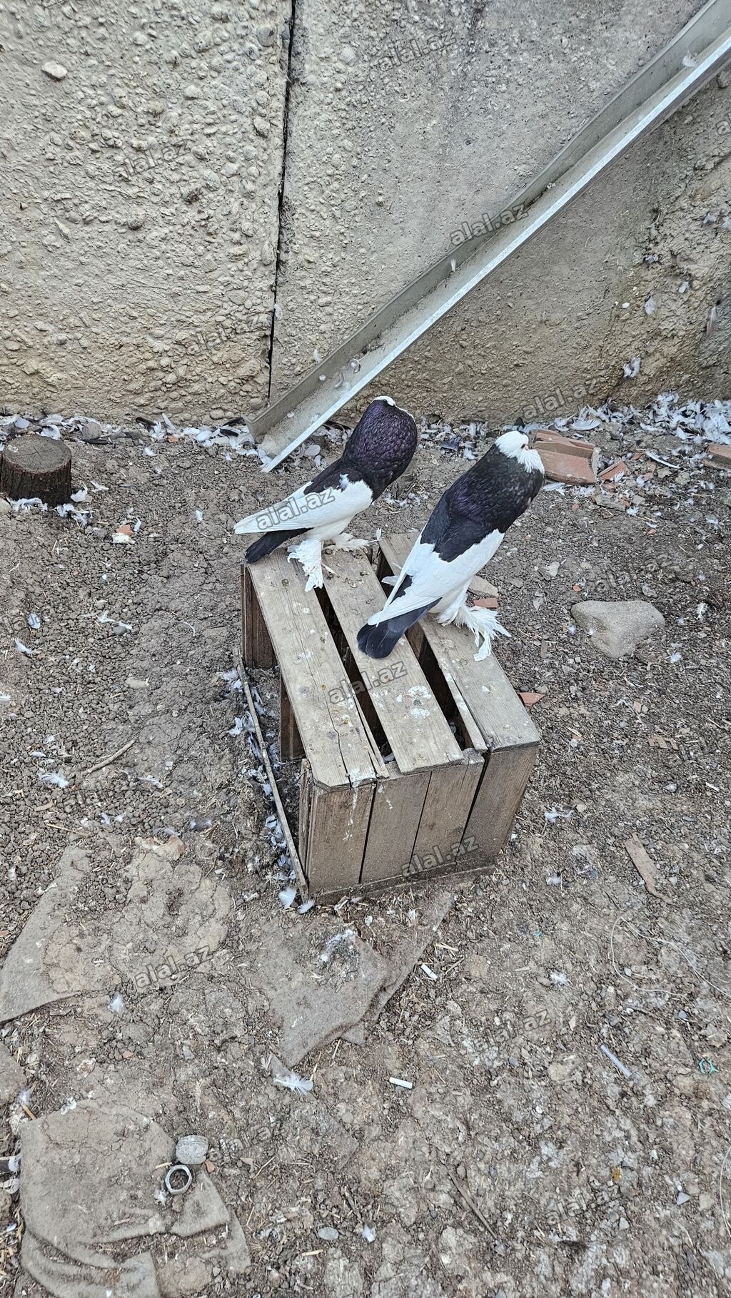 Pomerianlar hazır bala verən cütlərdi erkək bozquyruqdu maya isə tam