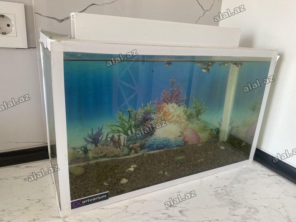 Dördbucaq akvarium, Balıqlarla birlikdə, 20 l, Ünvandan götürmə