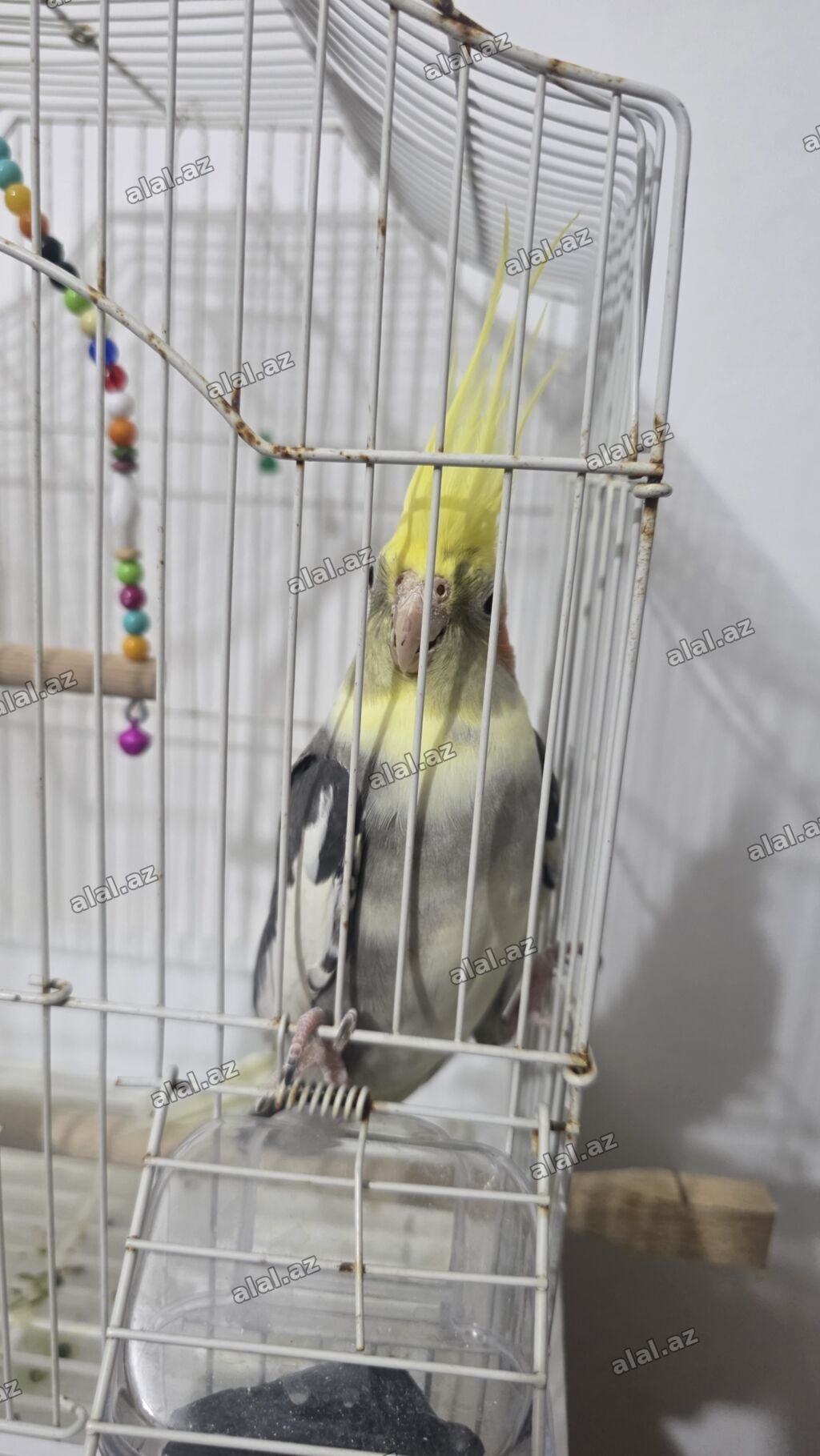 Korella papuqayı satılır. Erkek papuqaydir, qefes ve diger