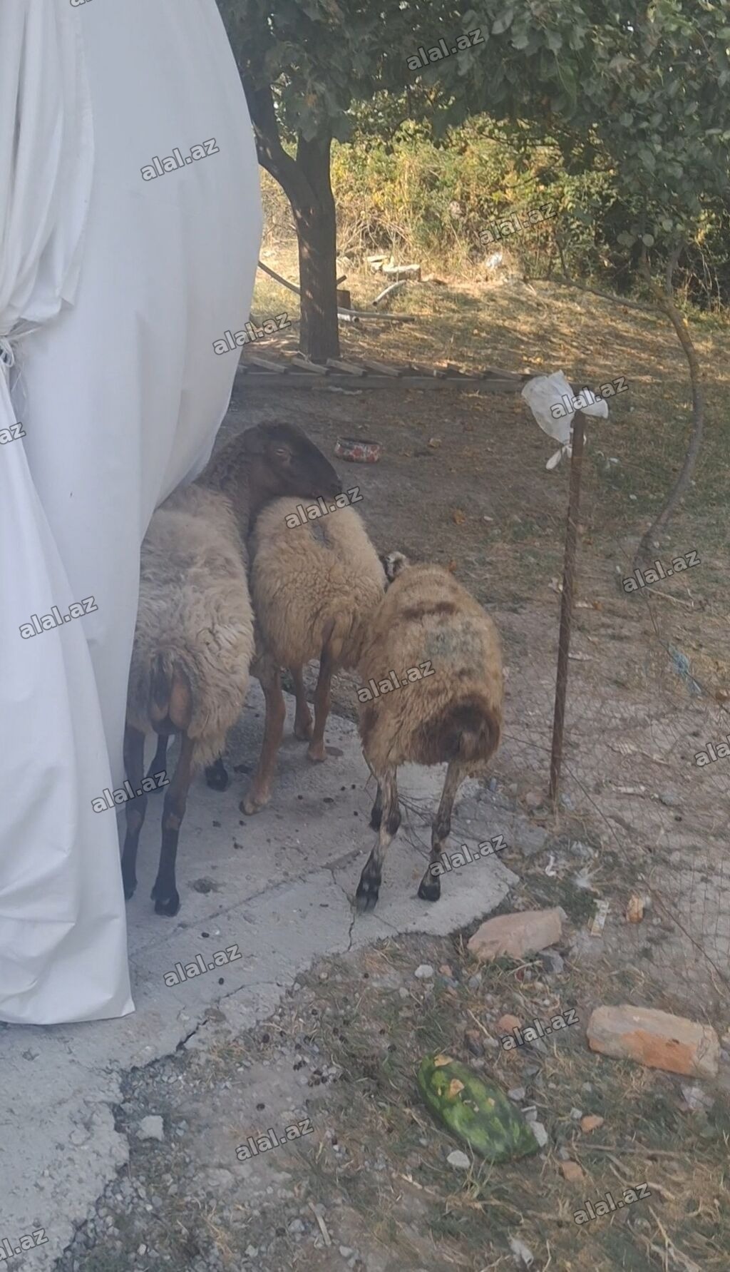 3 dene qoyndu gogazdilar
