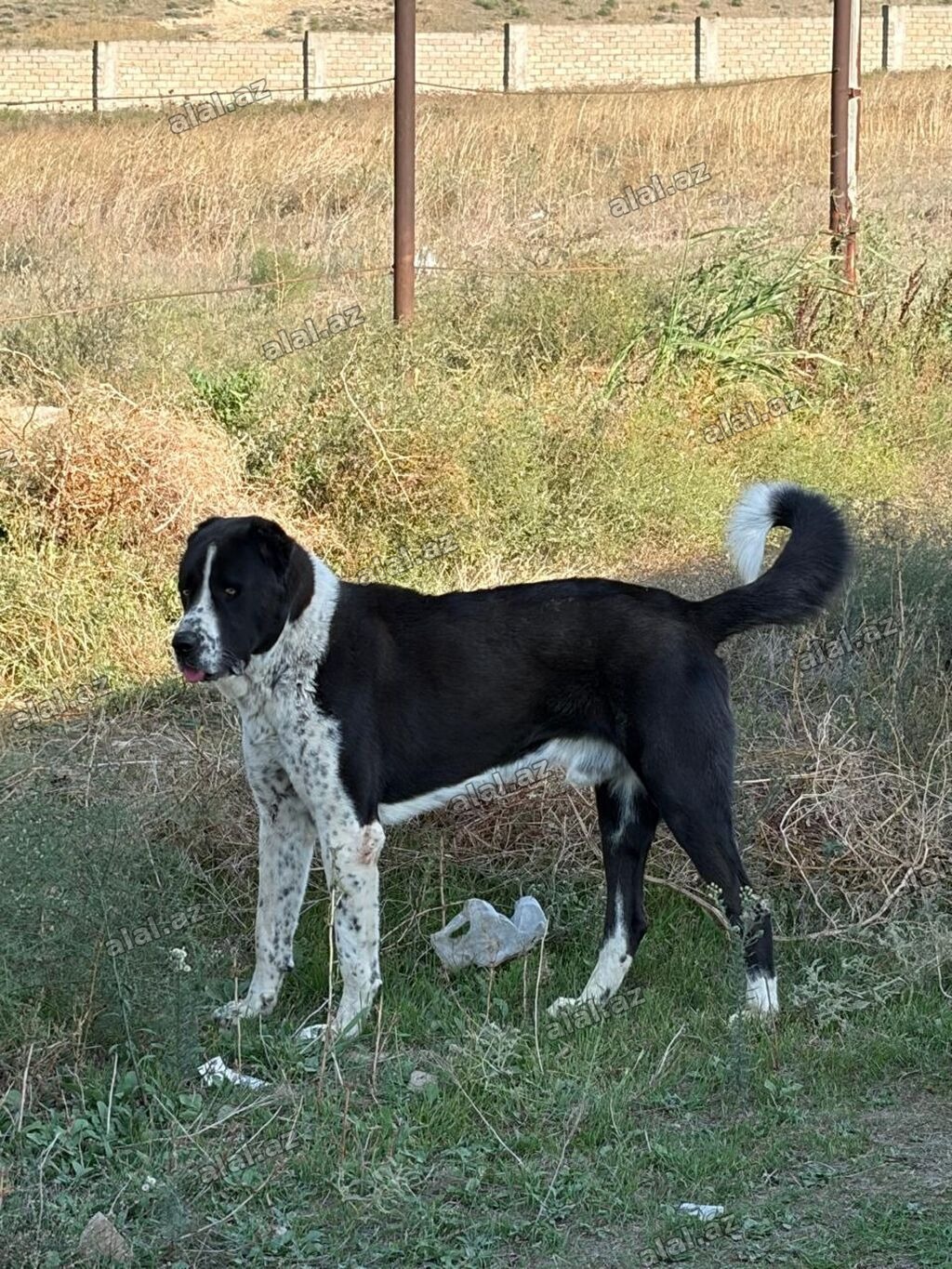 Qurdbasar, 2 il, Erkək, Peyvəndli, Rayonlara çatdırılma