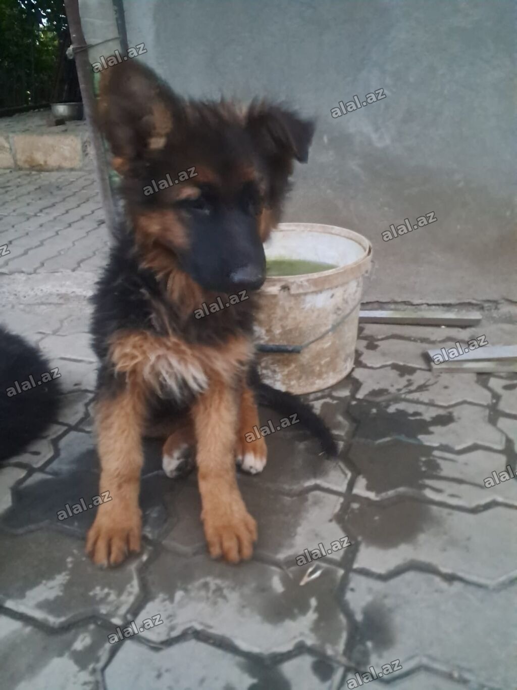 Alman çoban iti, 2 ay, Dişi, Peyvəndli, Ünvandan götürmə