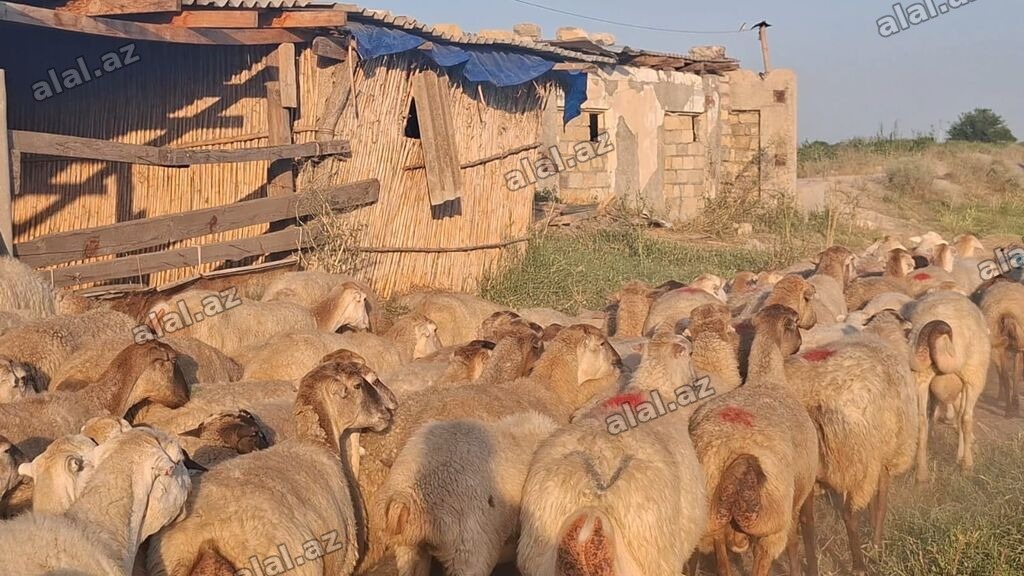 Qoyun sürüsü – ətlik və damazlıq üçün - Növ: yerli qarışıq