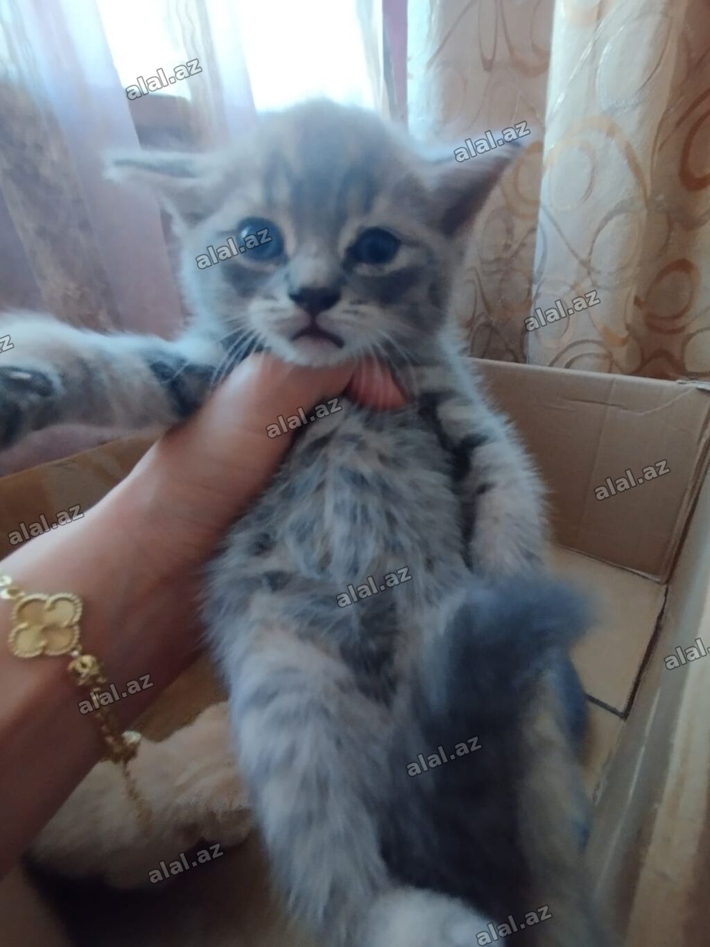 Tabbi