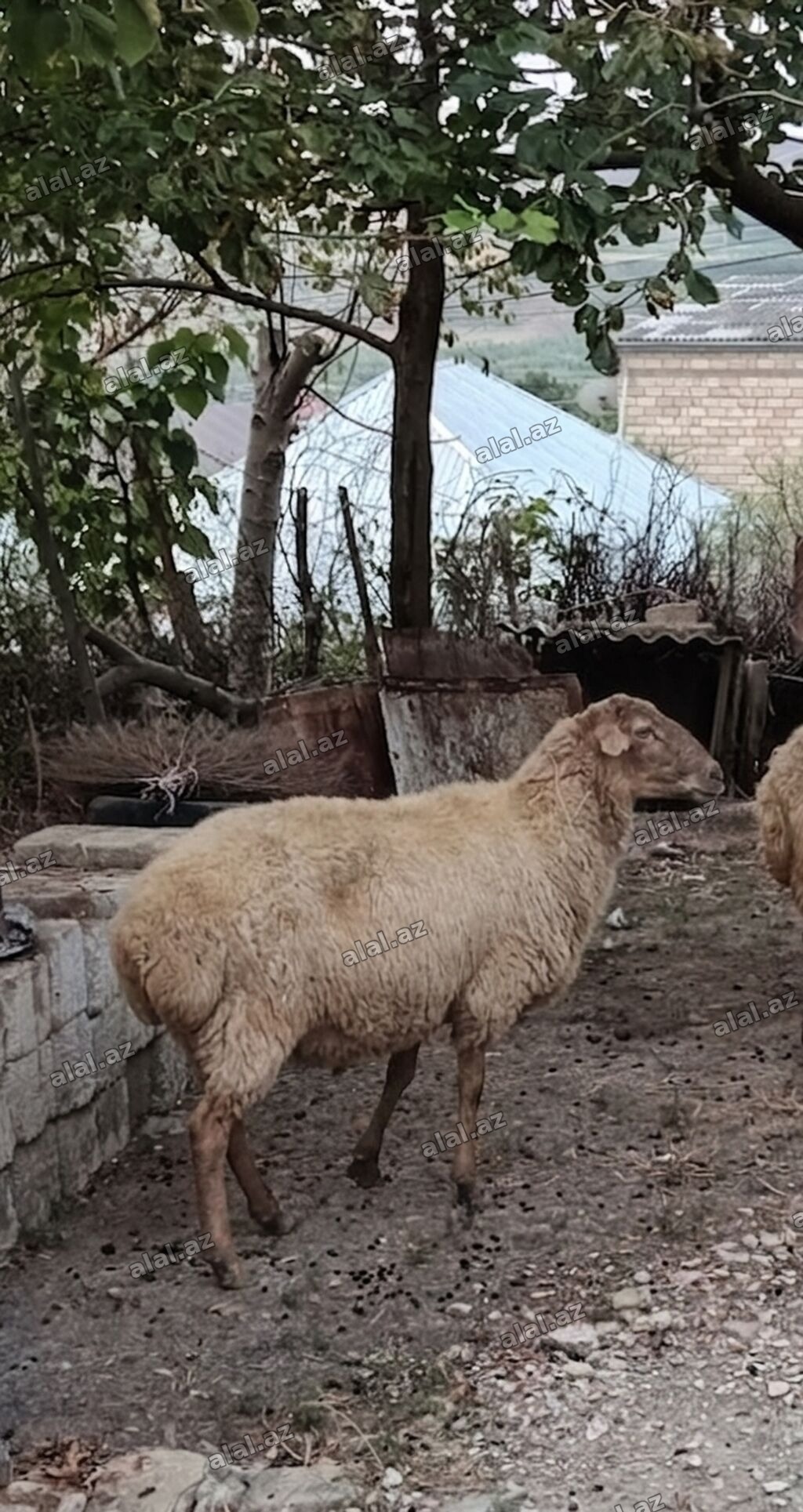 5 baş kök boğaz heyvanlardır.Real alıcıya cüzi endirim olunacaq