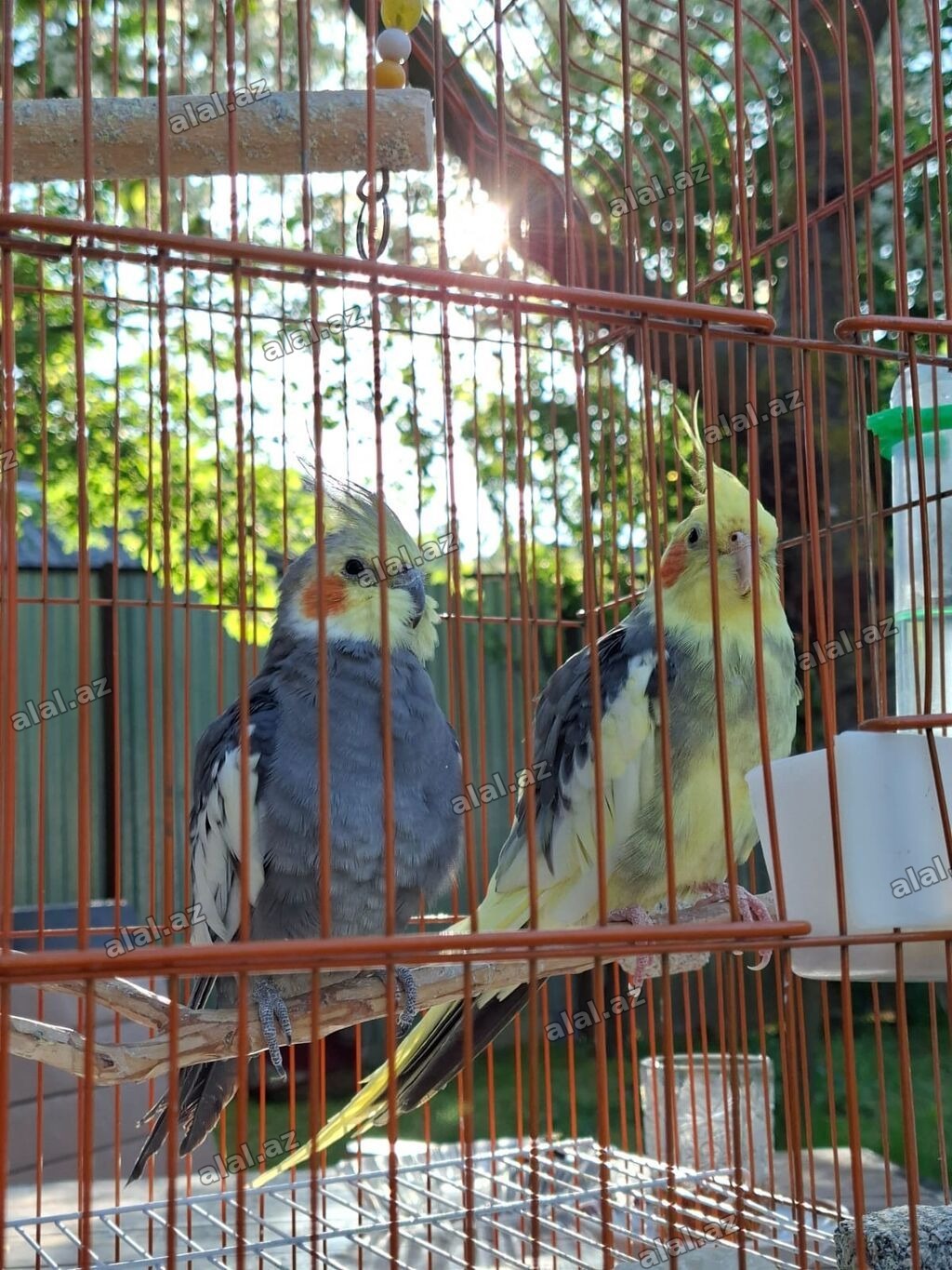 Nimfa (cockatiel) cütlüyü və qəfəs dəsti -nimfa tutuquşusu: biri daha
