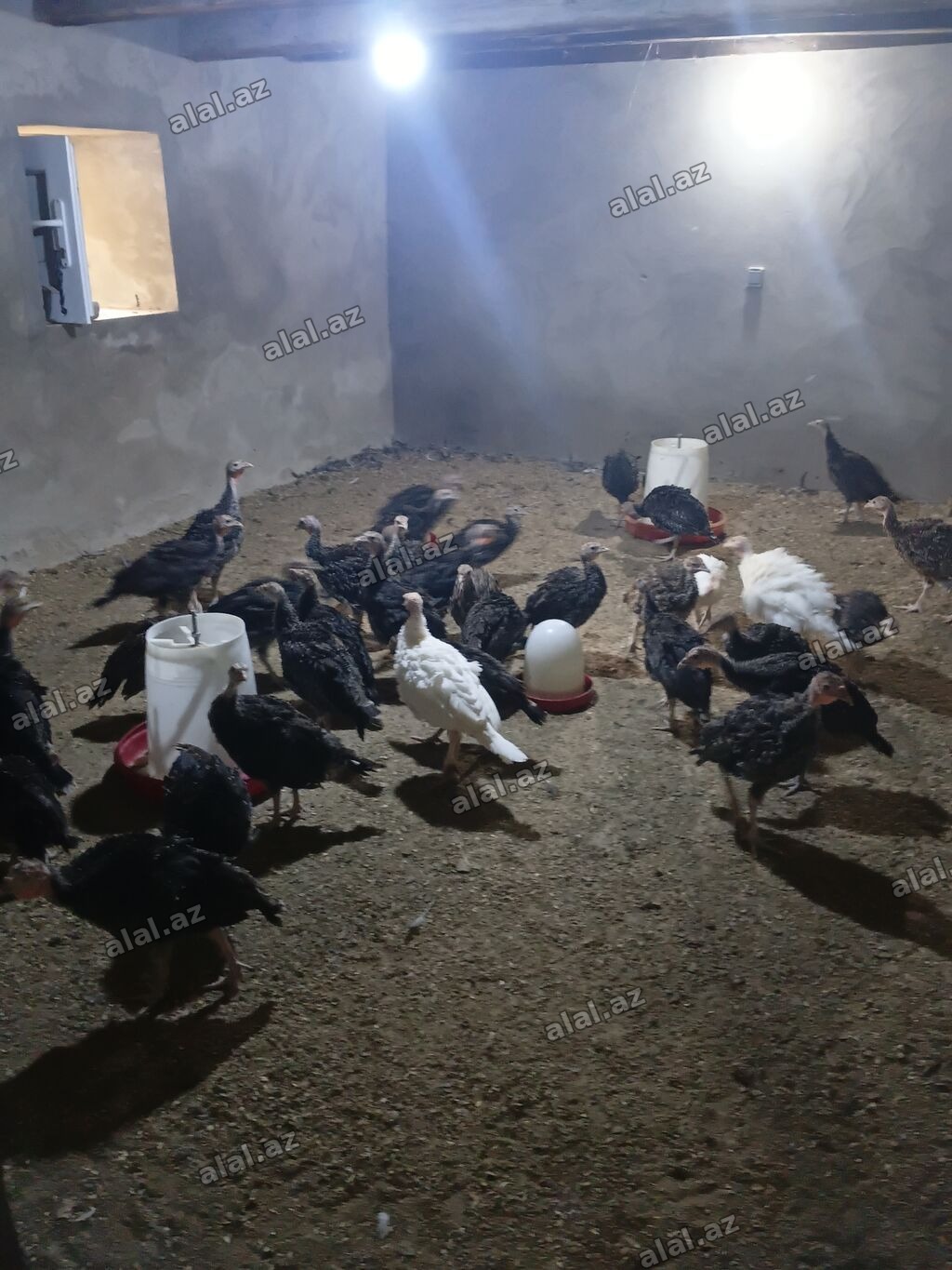 Satlıq hinduşka balaları. Şəkillərdə göründüyü kimi sürü halında