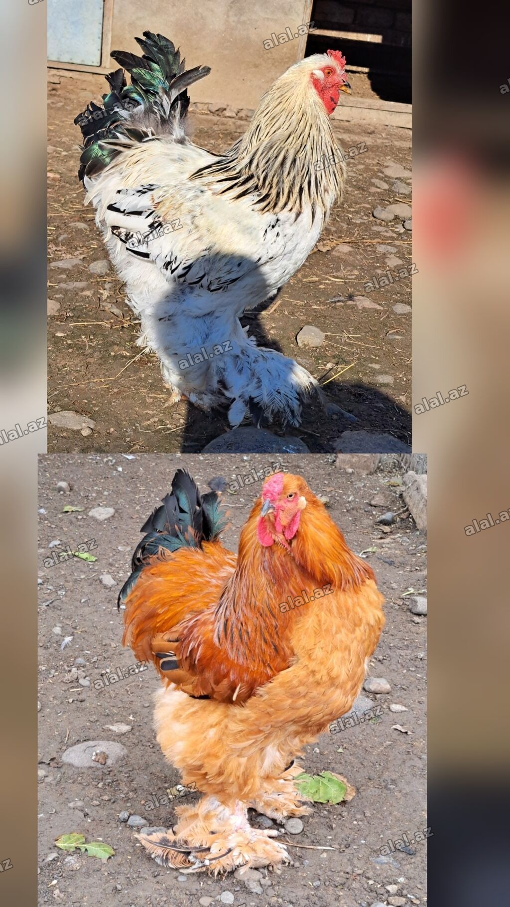 Brama xoruzlar tam sağlamdılar şəkil öz şəkiləridi göz qabağındadılar