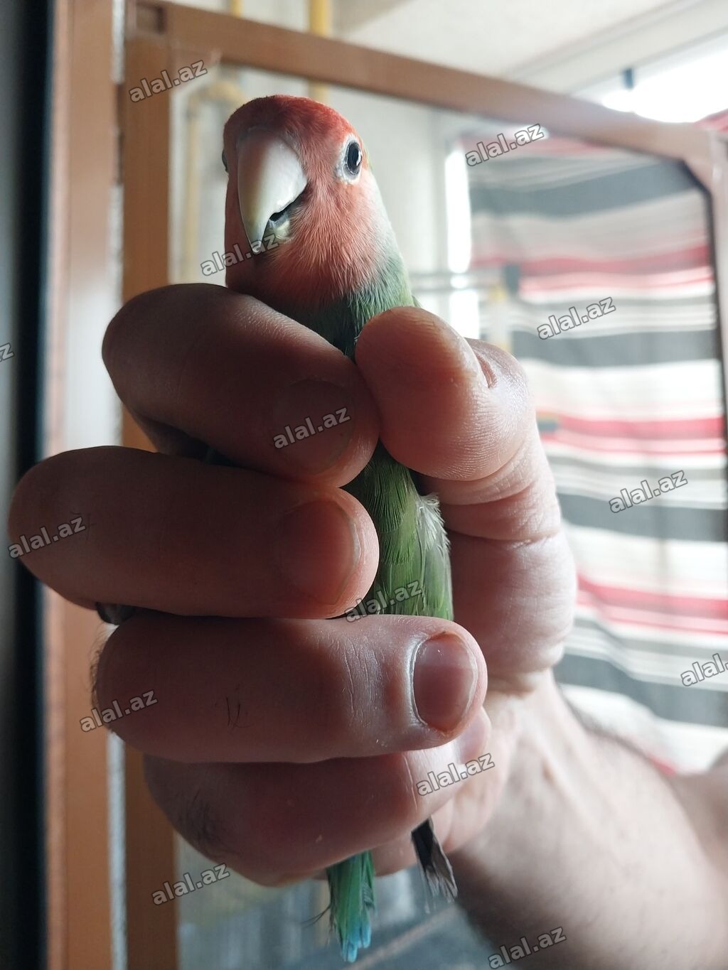 Növ: Agapornis (Sevgi tutuquşusu) – yaşıl bədən, mavi quyruq ucları