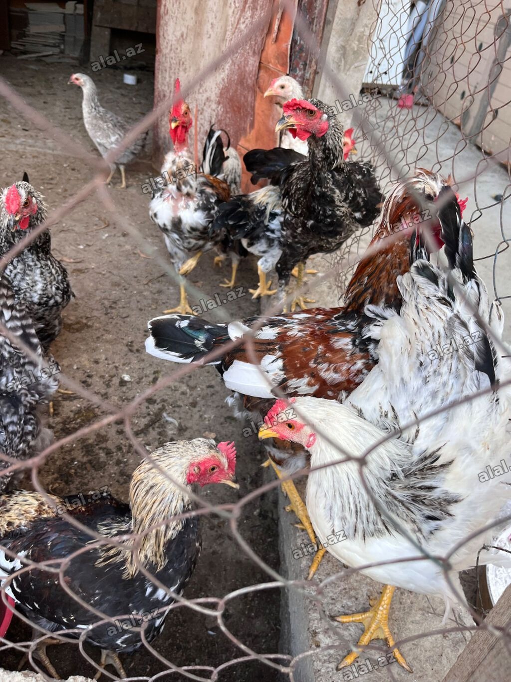 İlk günündən özüm böyütdüyüm heyvanlardi hər biri sağlamdir fərələr