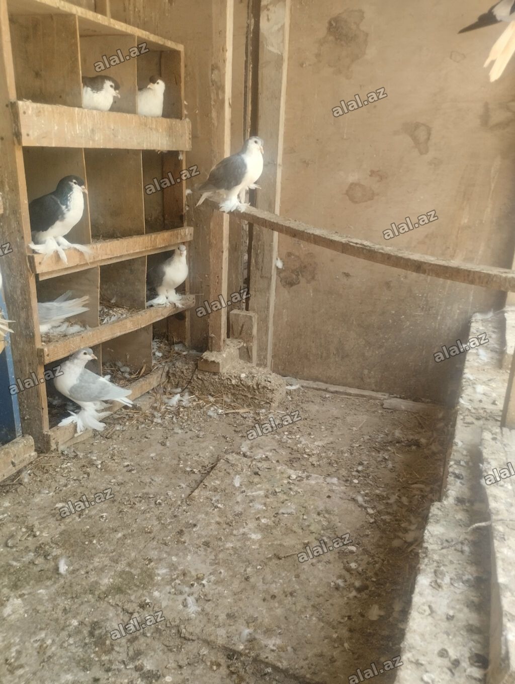 Delfinlər satılır qiymət heyvana görə deyisir