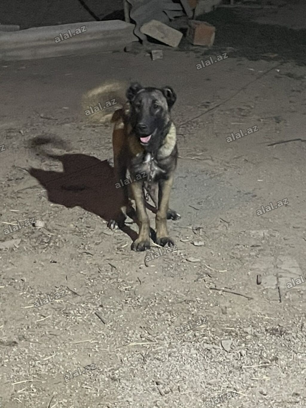 Kanqal, 5 ay, Dişi