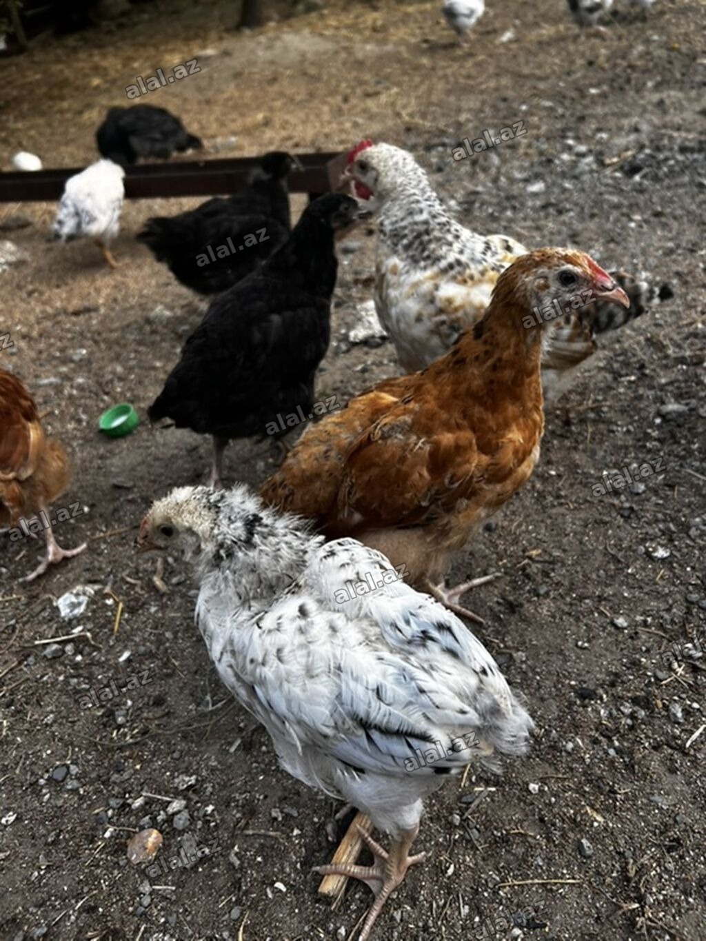 Toyuq cücələri, Ətlik