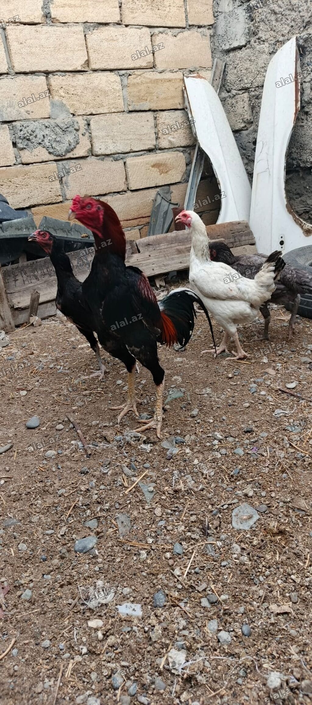 Heyrati xoruz fereler satilir hamisi. satilir .fereler 35 manatda
