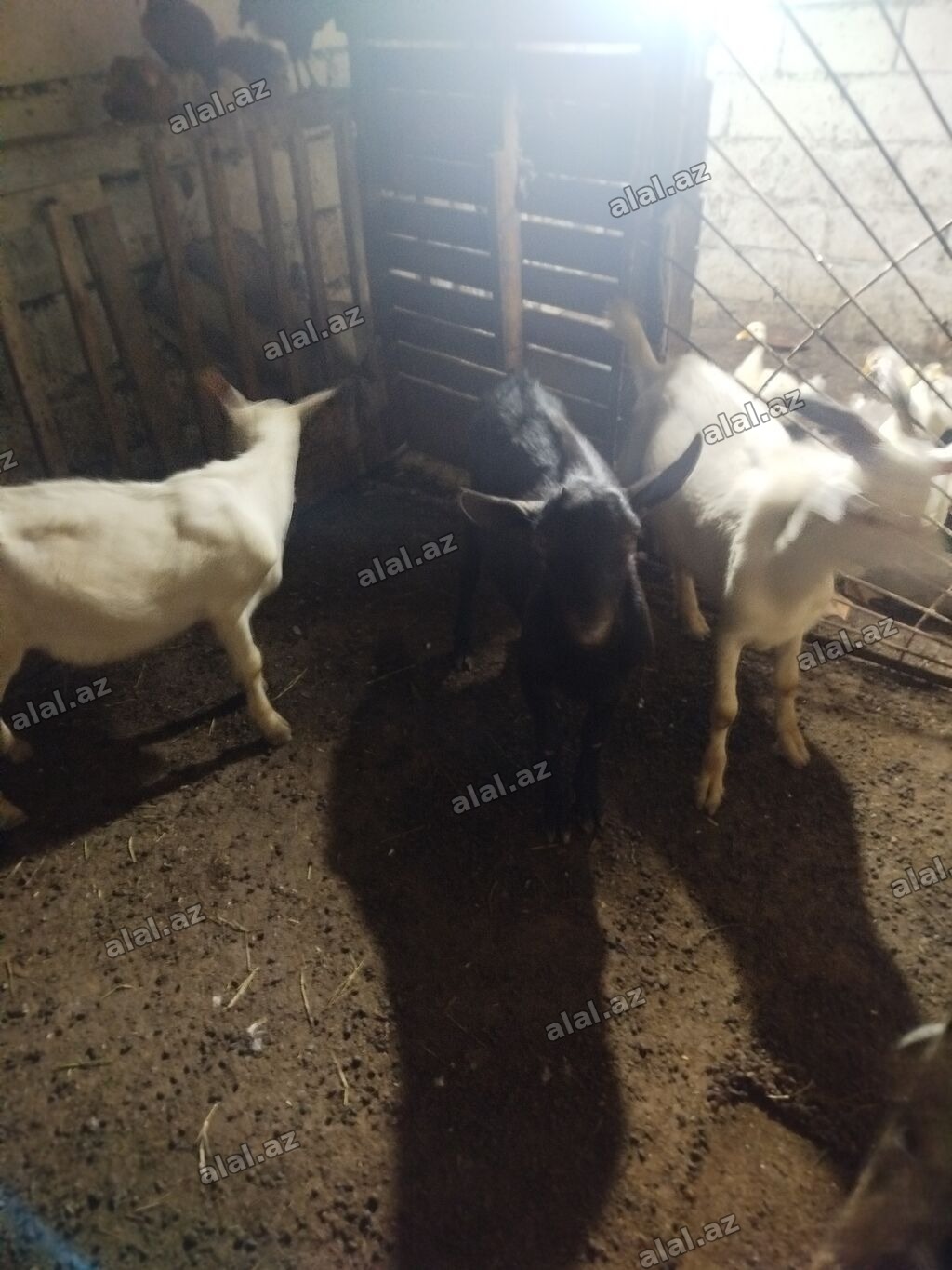 Cəld böyüyən balaca keçilər biri 220 ye 3 erkekdi damazdigada