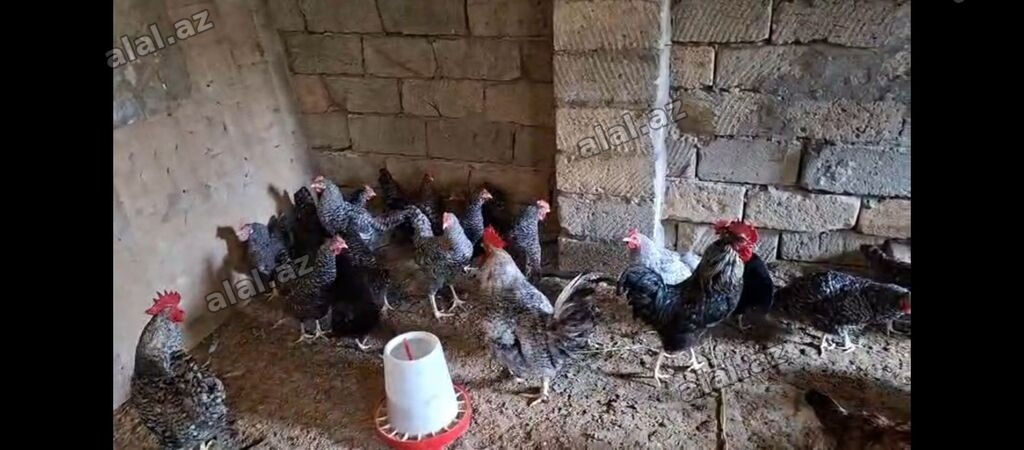 TECİLİ!!! Temiz xorkov toyuq ve xoruzlar sürüyle satılır teki 25 AZN
