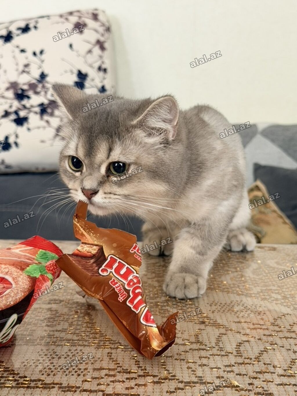Şinşilla, Dişi, Ünvandan götürmə