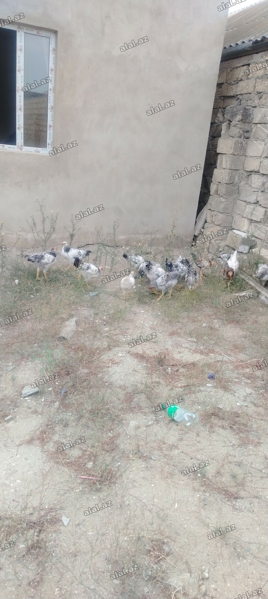 Tək tək satilmir çoxu Xoruzdur Şuvalanda oluram hamsını alana edirdim
