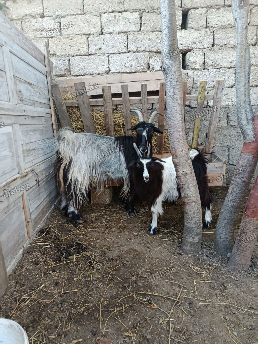 Yeyimcil heyvandılar. Keçi 3doğardı