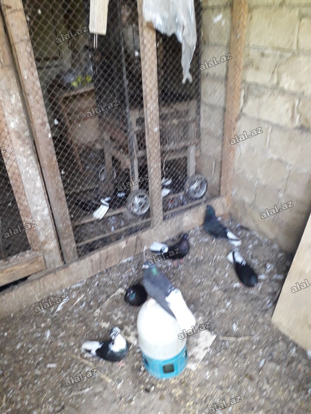 Qara aqquyryqdu saqlam heyvanlardi.Mastaqadadi