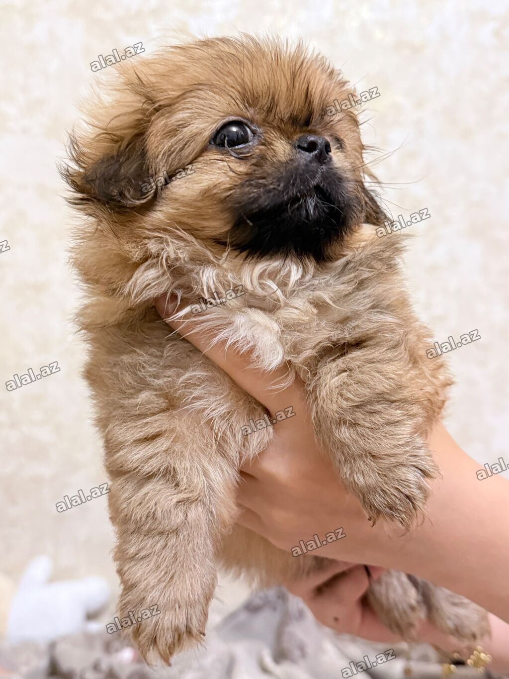 Pekines, 5 ay