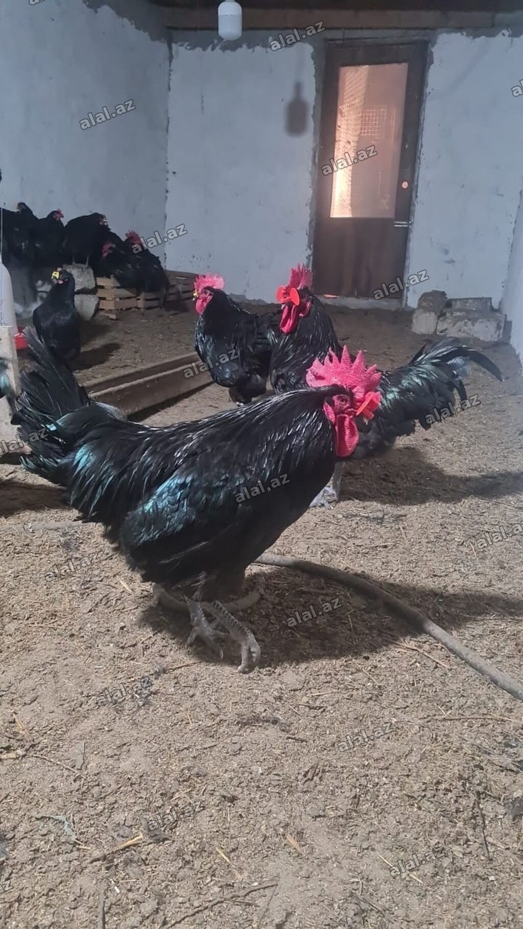Toyuq, Australorp, Damazlıq, Ünvandan götürmə, Ödənişli çatdırılma, Rayonlara ça