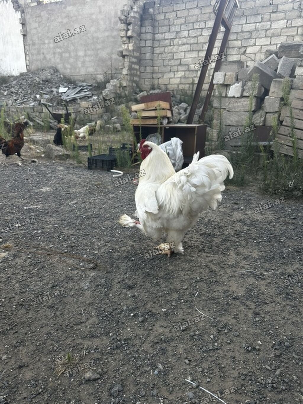 Ag Brama xoruzu satılır