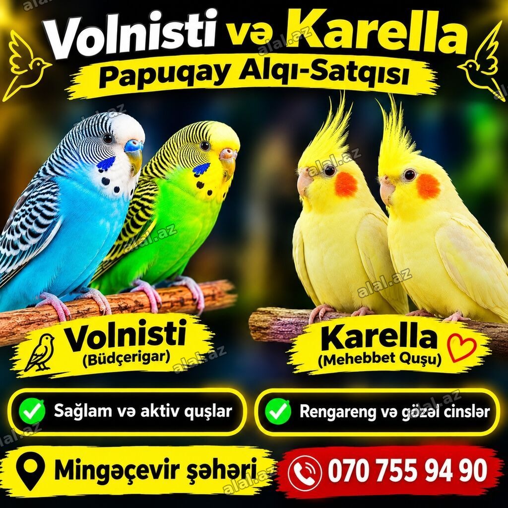 Volnisti (büdcəqar) və Karella (məhəbbət quşu) papuqayları - Sağlam