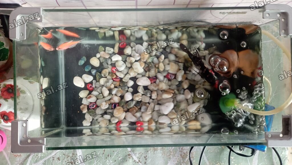 Dördbucaq akvarium, Balıqlarla birlikdə, 10 l
