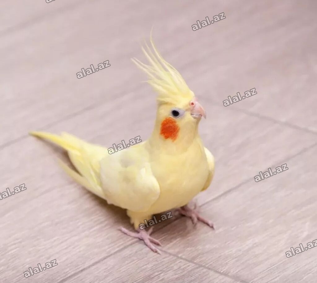 Satisda olan her nov korellar var her regi disi erkek bala d