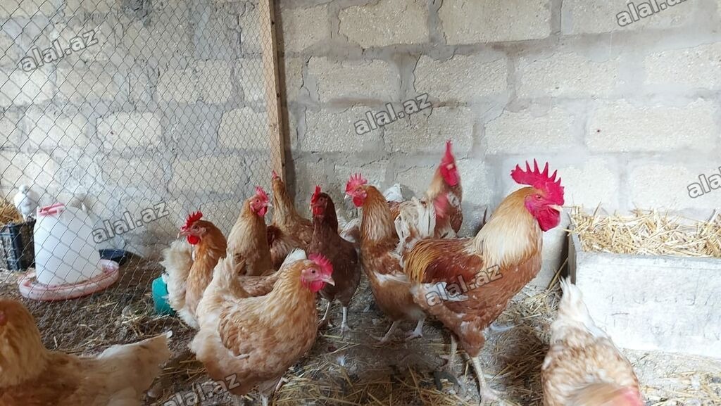 Toyuq, Yumurtalıq, Ünvandan götürmə, Ödənişli çatdırılma