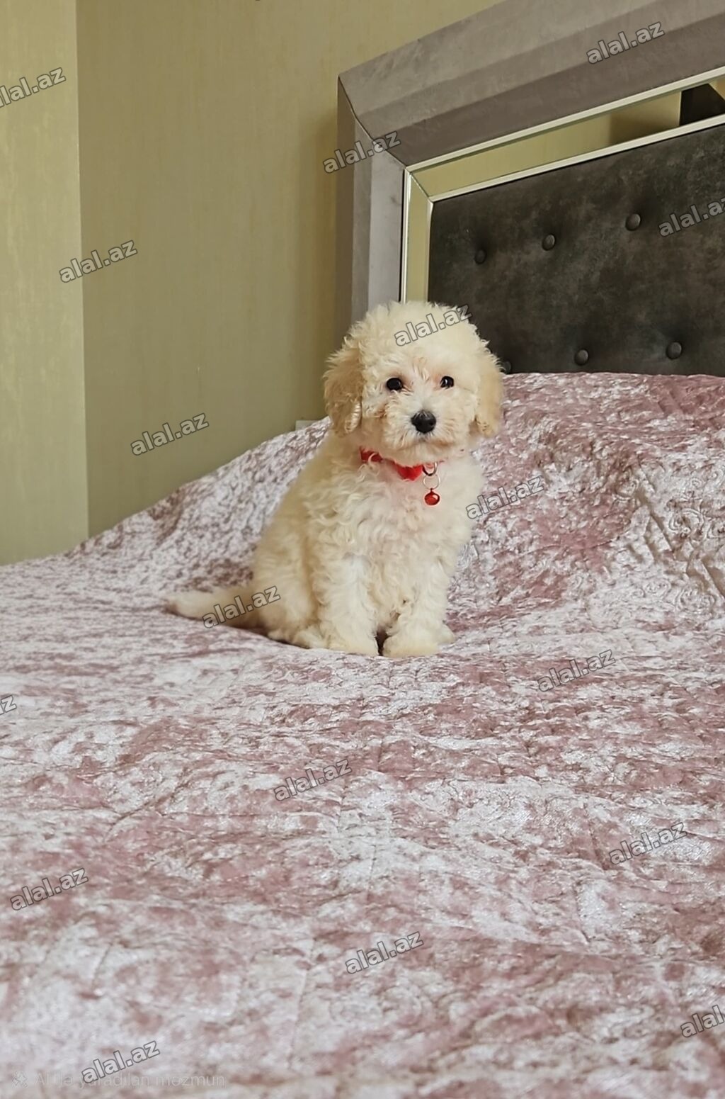 Pudel
