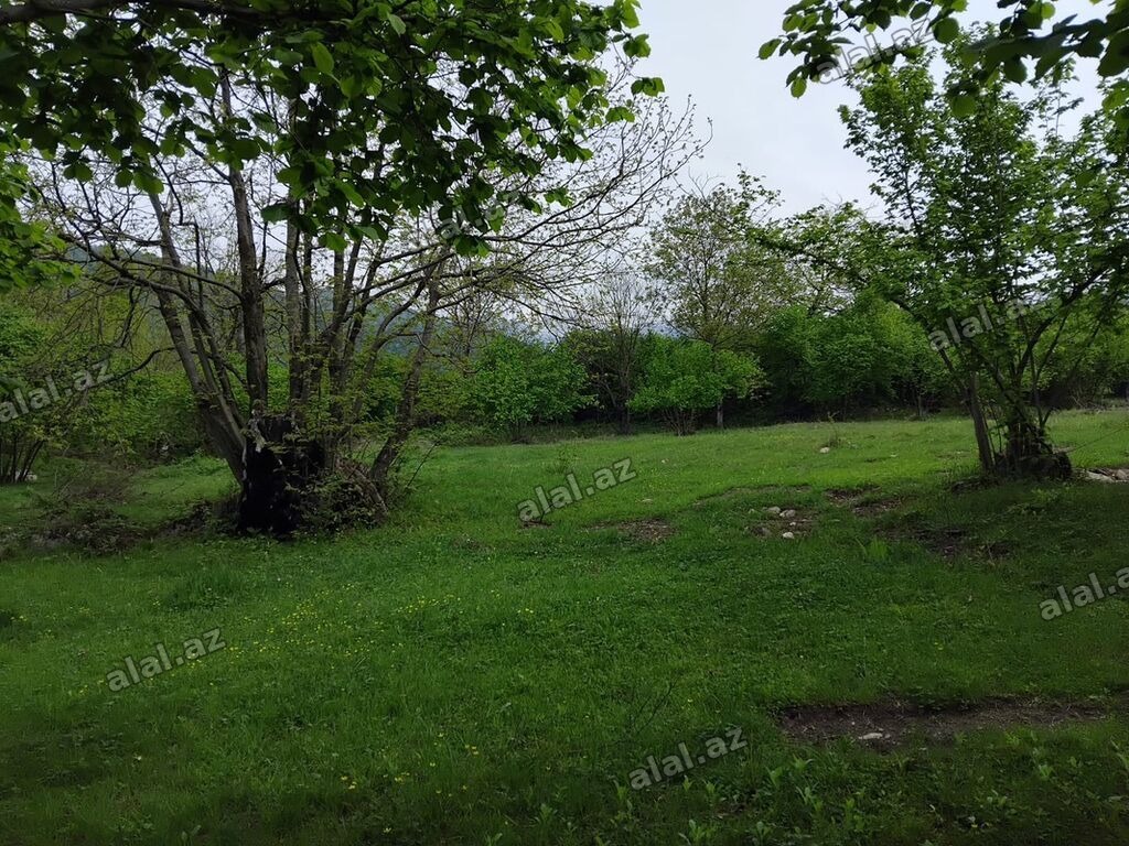 61 sot, Tikinti, Mülkiyyətçi, Kupça (Çıxarış)