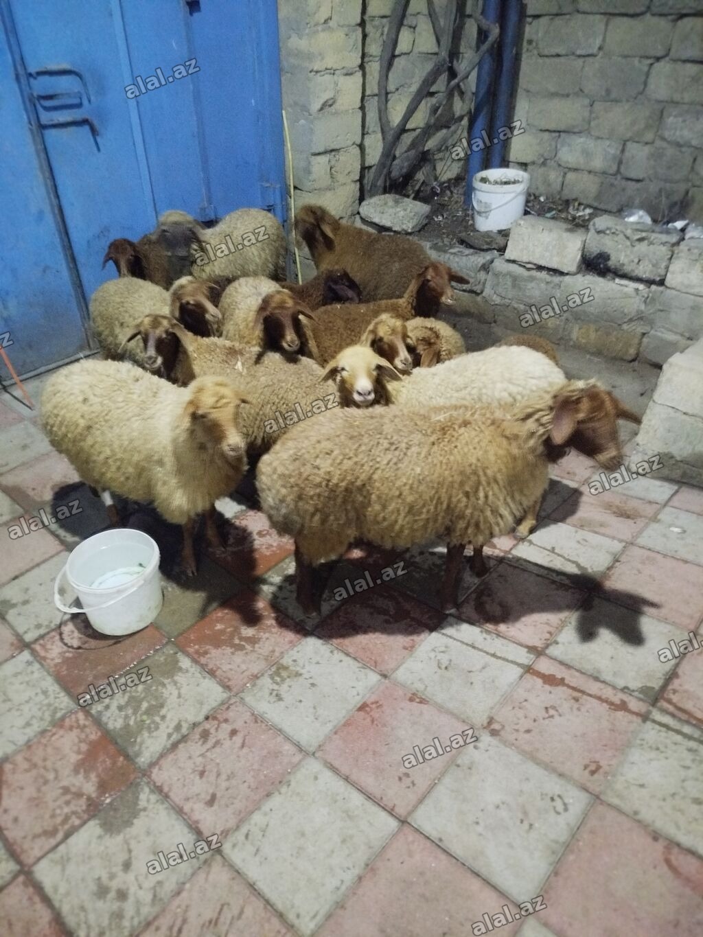 Qoyun sürüsü – ət və damazlıq üçün - Növ: yerli quyruqlu/yağlı quyruq