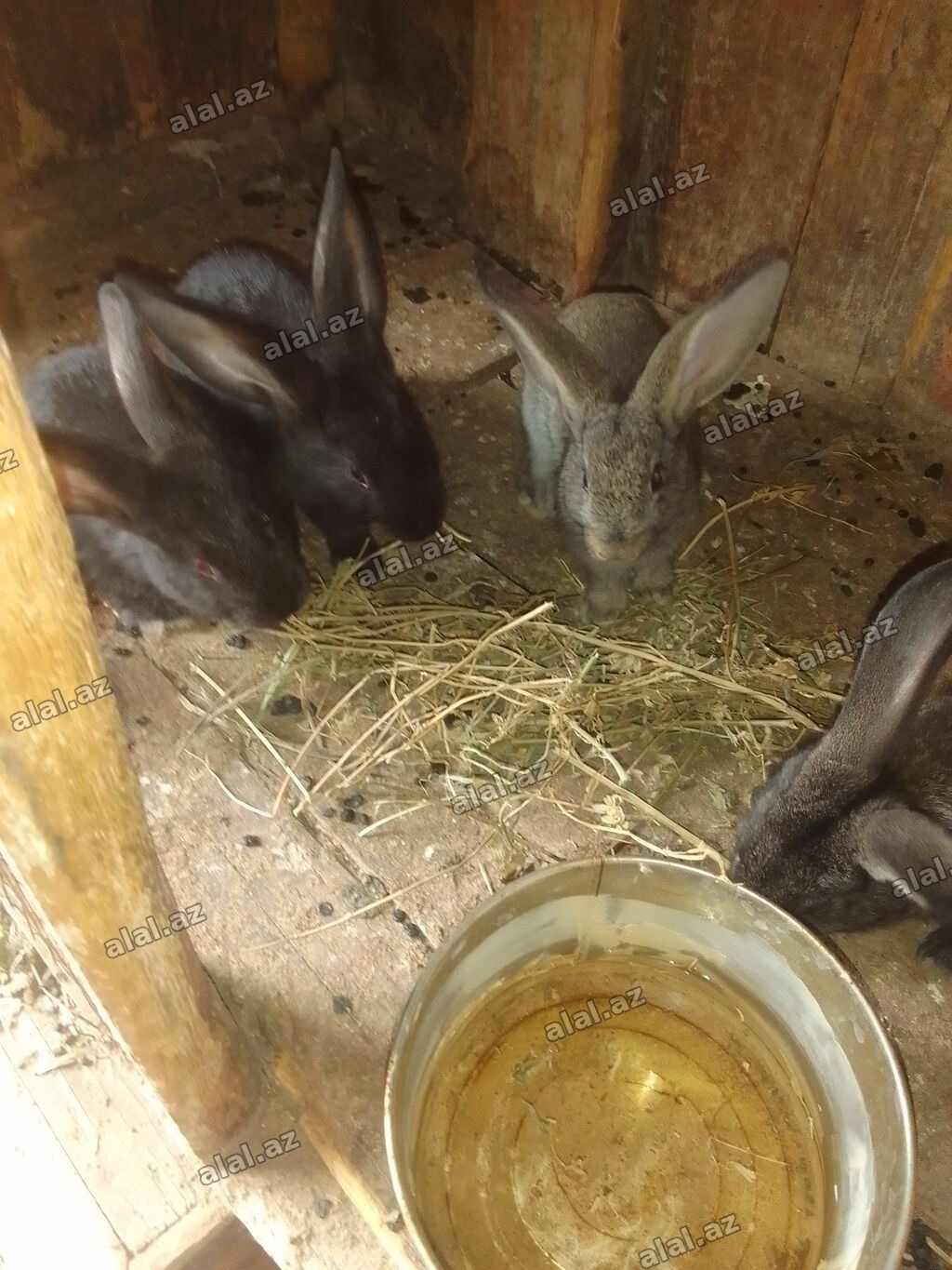 Cütü 15 AZE yerliyle velikan qarşxi