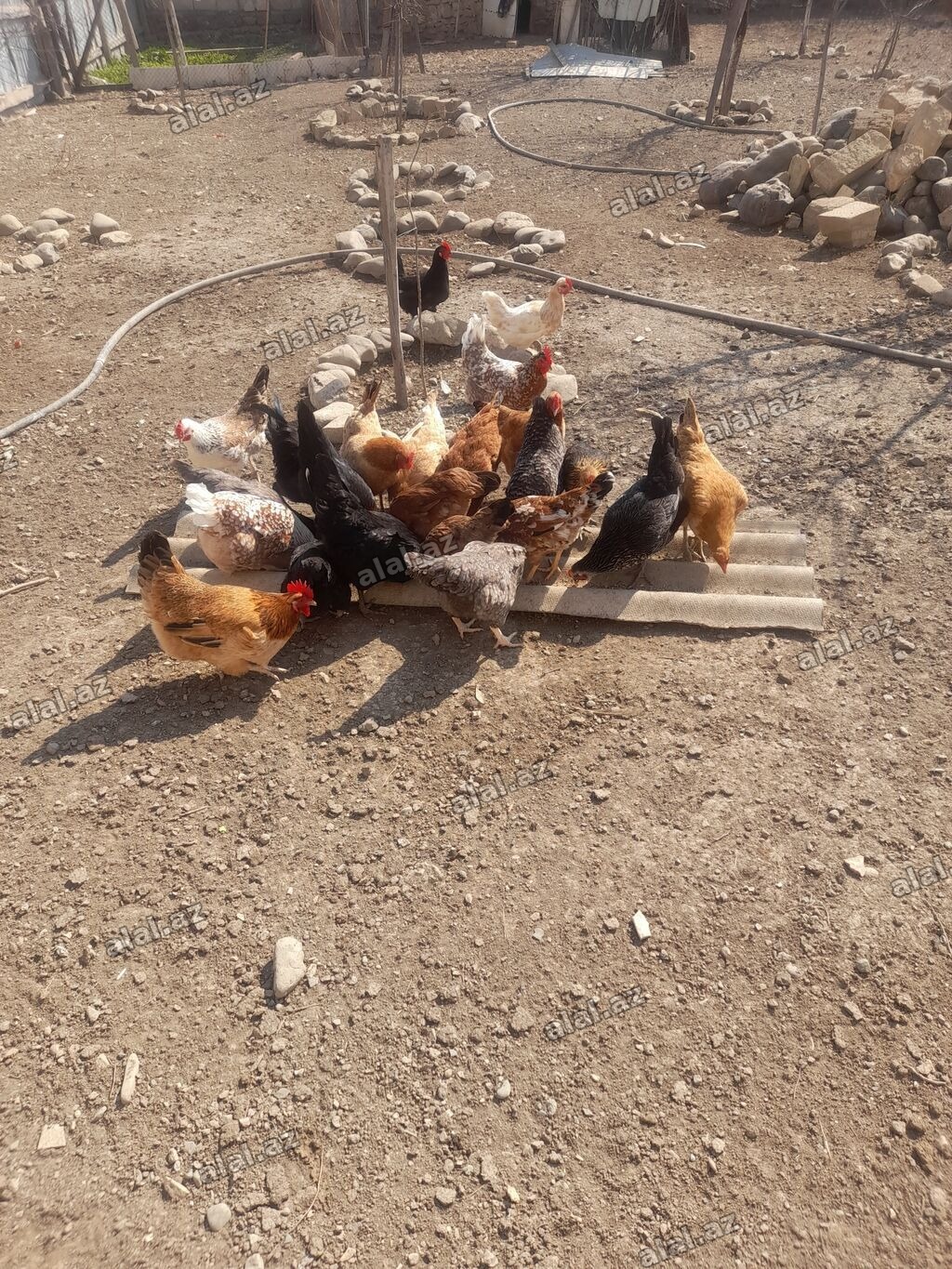 Salam. 12 dene yumurtlayan fereler satilir. Hamisi tam saglamdilar. Öz