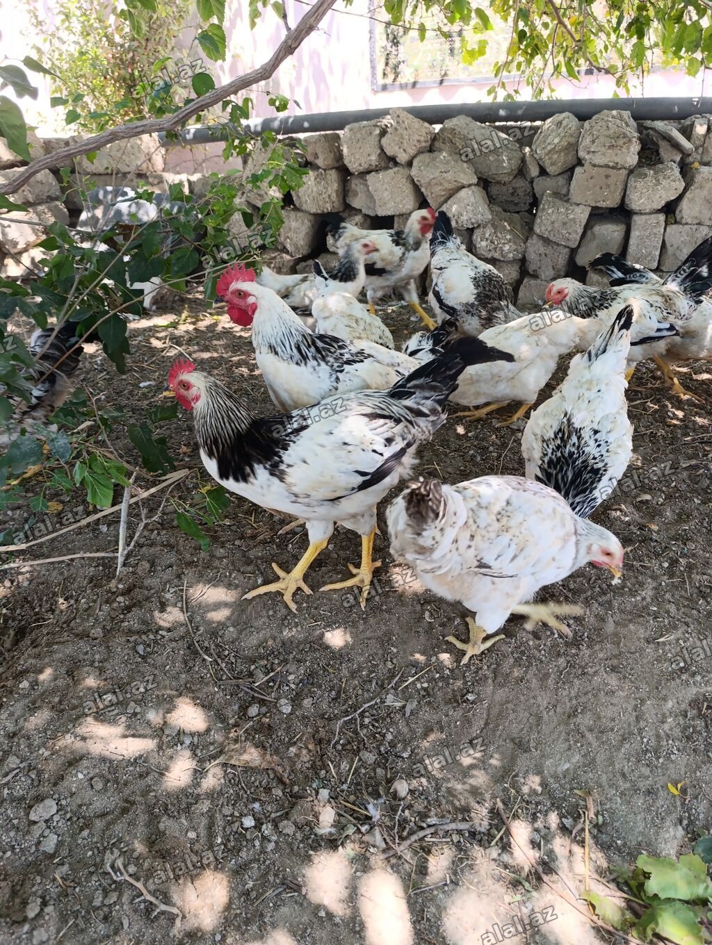 Ağ-qara rəngli yerli ət-yumurta istiqamətli toyuqlar (xoruz və fərə