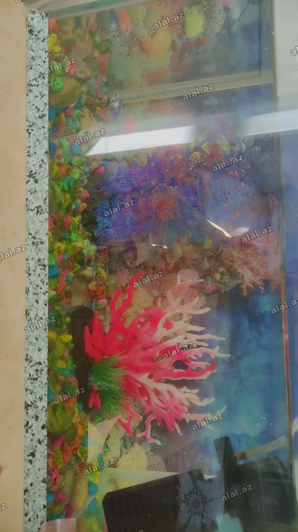 Akvaryum dəsti🐟🐟🐟balıq YALNIZ BU GÜN ENDİRİM - Şüşə akvaryum, üst və