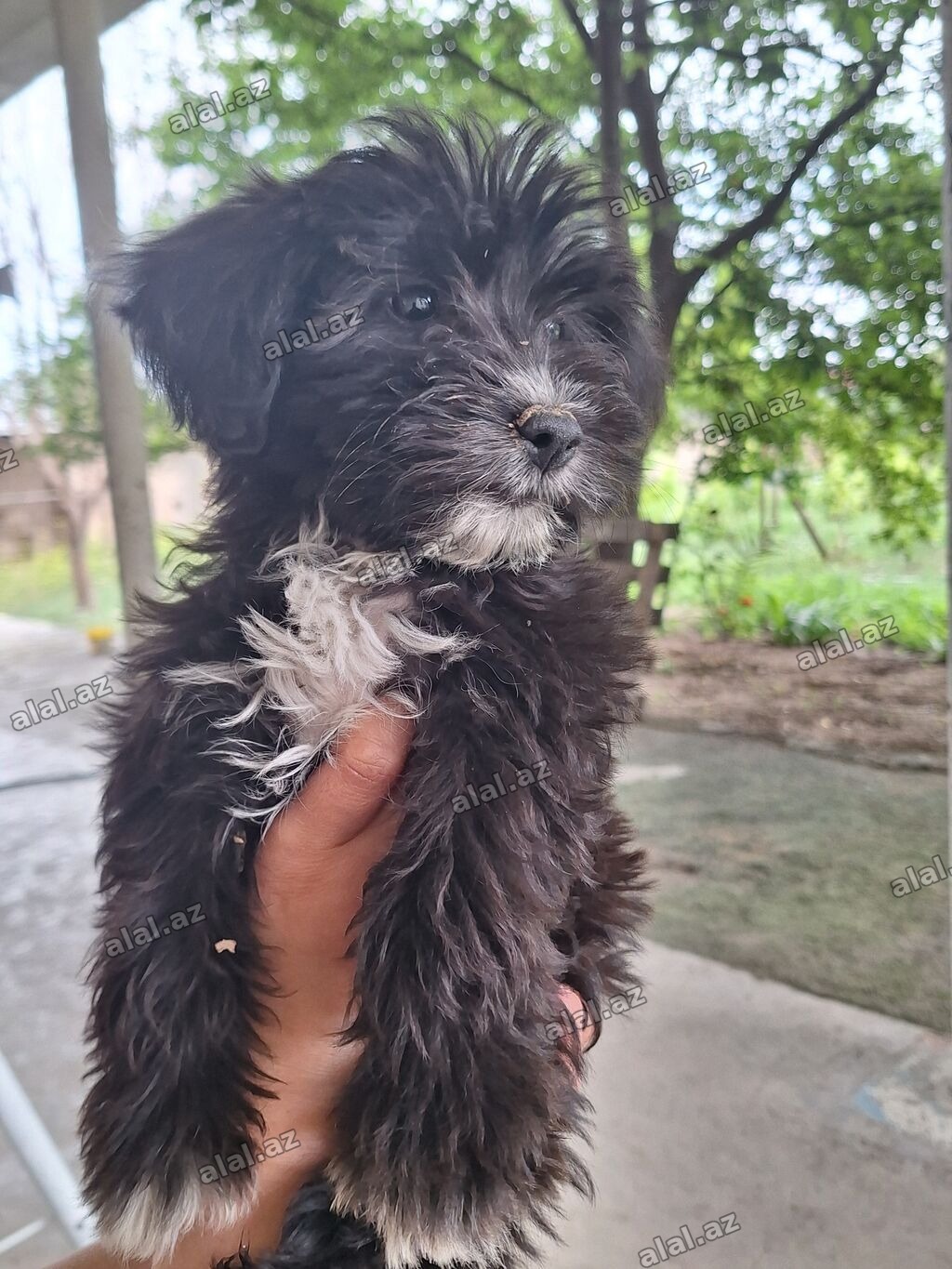 Pudel, 6 ay, Erkək, Peyvəndli, Ödənişli çatdırılma