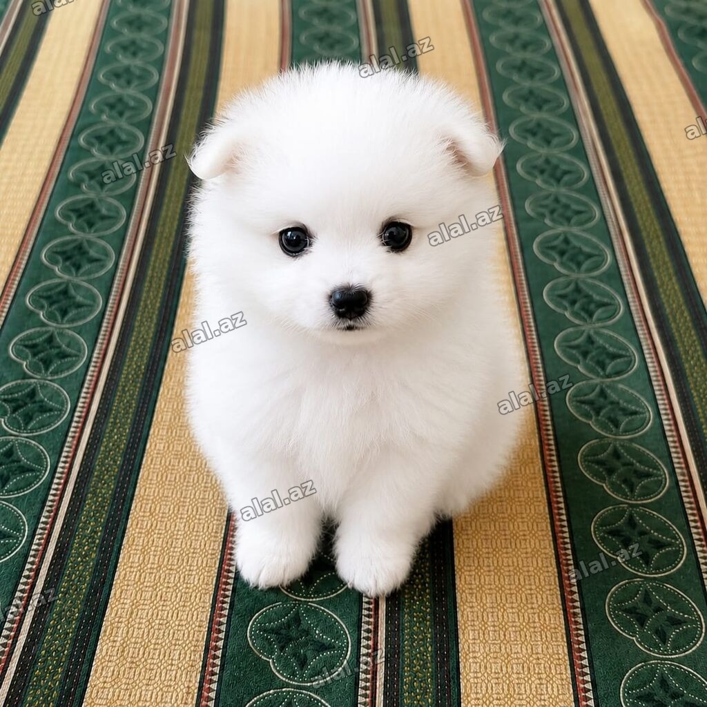 Şpitz, 1 ay