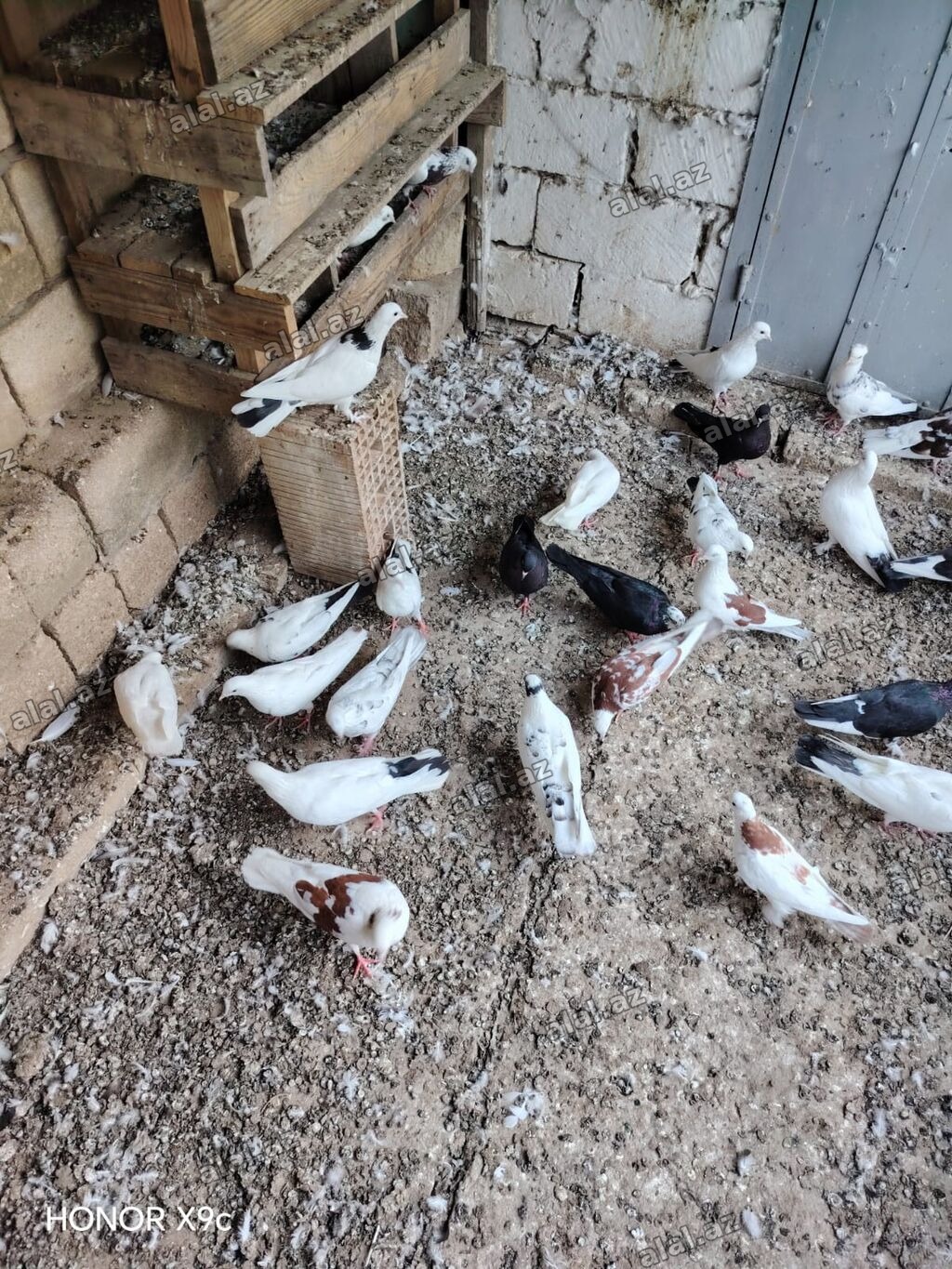 30 dene qusdu tərgitmə heyvanlardi seçilib saxlanılıb Qaradağ rayonu