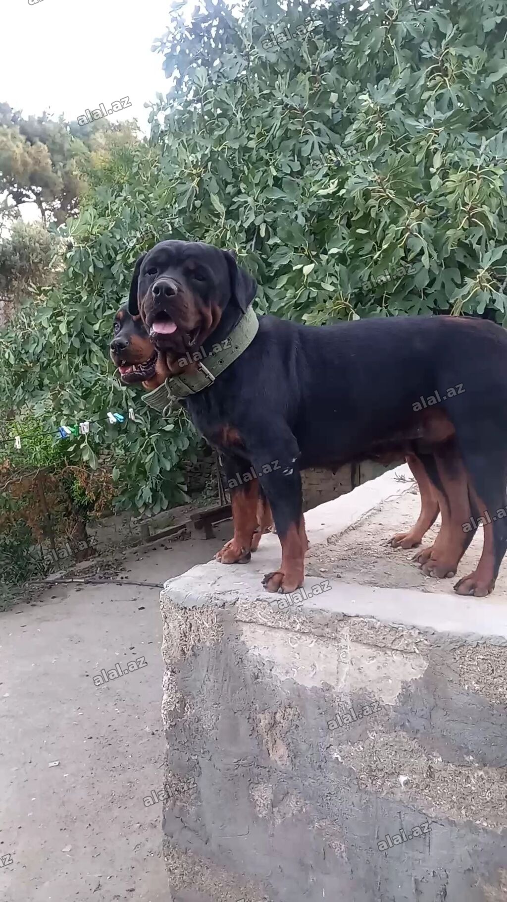 Rotveyler, 2 ay, Erkək, Sənədli, Ünvandan götürmə