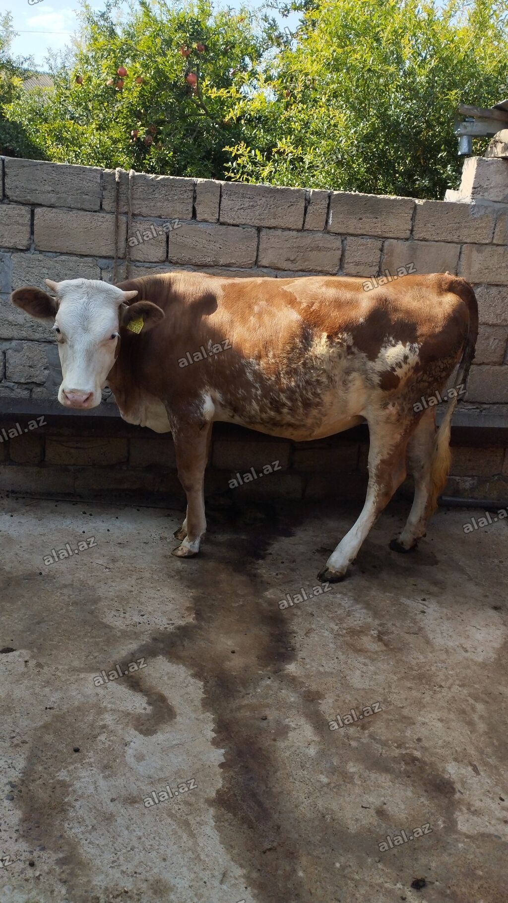 Simental ağ kiprik damazlığa yararlı 11 aylıq düyə satılır. köklüyüdə