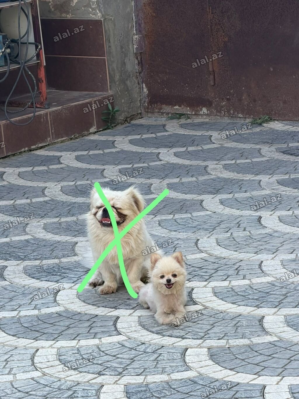 Kod 1055 Pomeranian (Pom) cinsidir. Balacadi 1 yaşi var . Hamilədi