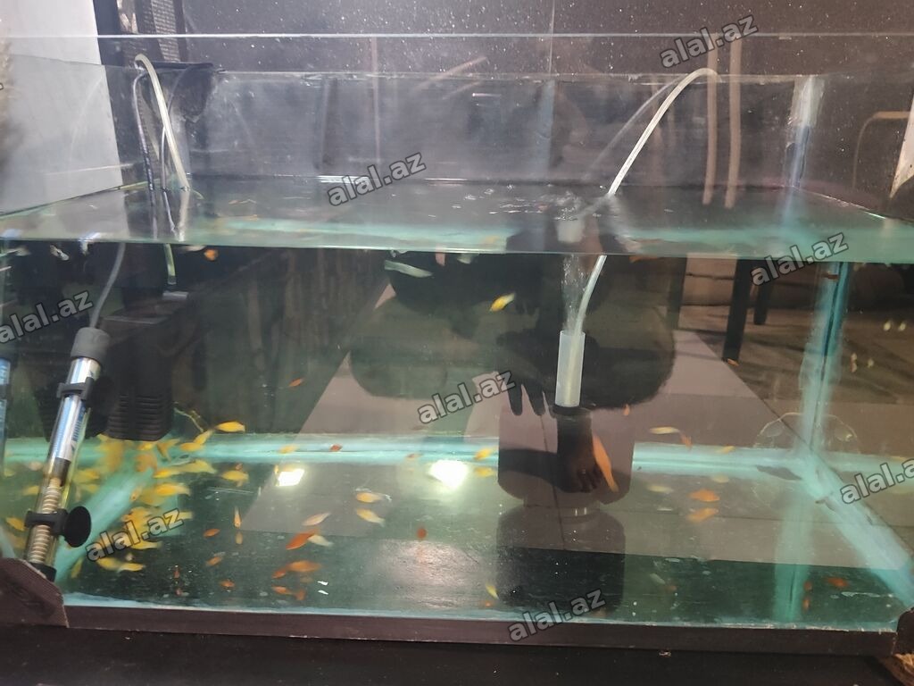 Dördbucaq akvarium, Balıqlarla birlikdə, 100 l