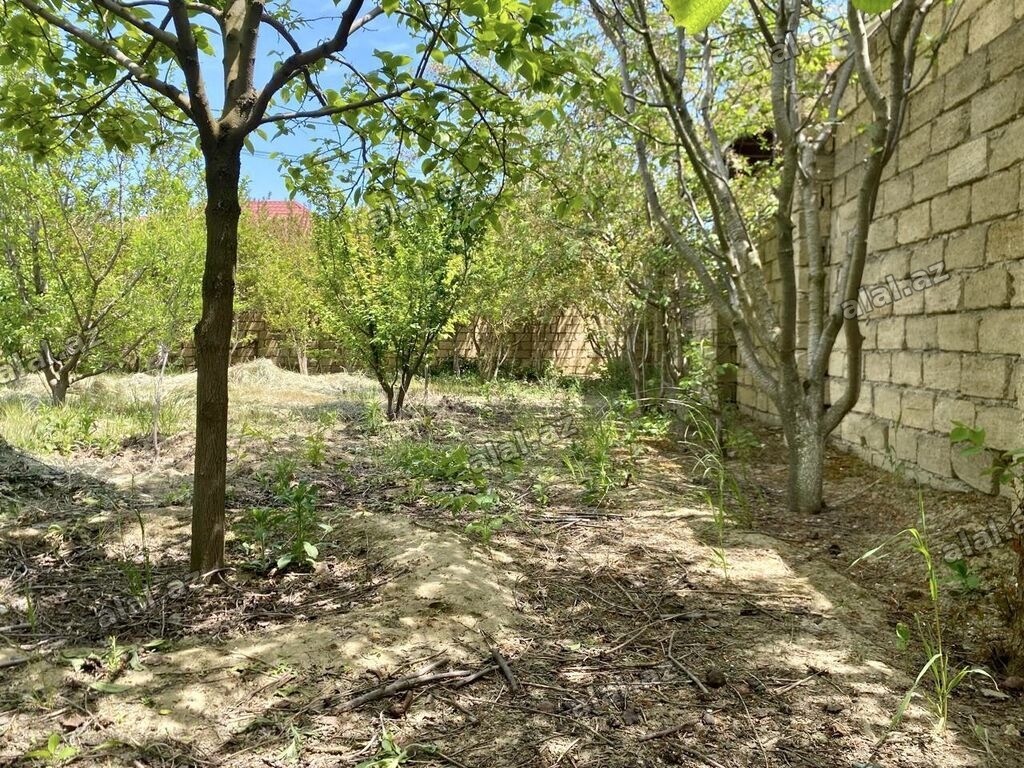 6 sot, Tikinti, Kupça (Çıxarış)