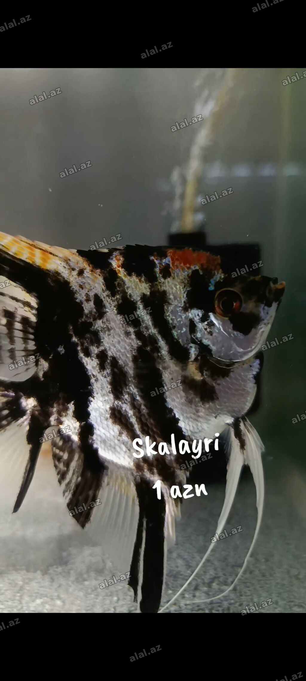 Skalayri balıqı 
2 sm, 2,5 sm. 1 azn
WhatsApp YAZIN!!!