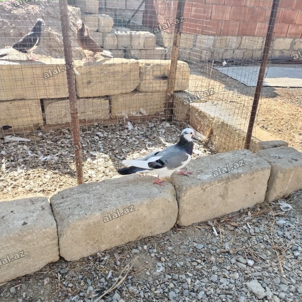 Göy ağ başlar satılır 2- si 40 AZN